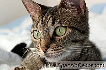 混雑した猫を治療する方法