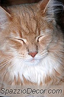 Wie Man Ernsthaft Verfilztes Fell Bei Einer Katze Behandelt