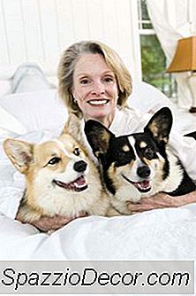 Bir Galce Corgi Döşeme Nasıl