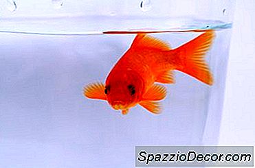Como Atualizar Um Tanque Goldfish