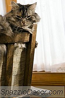 猫忌避剤に酢を使用する方法