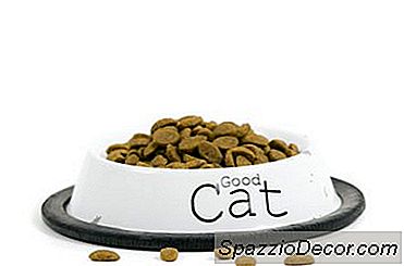 Cum Să Înțărcați O Pisică Din Alimentația Moale