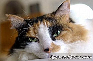 더 오래된 고양이의 울부 짖기 및 갑상선 기능 항진증