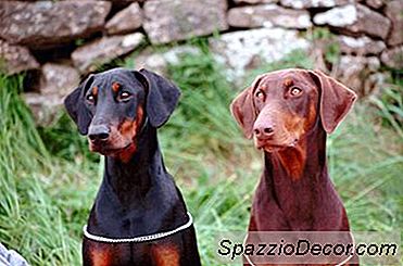 Pinschers Hiperativos Do Doberman