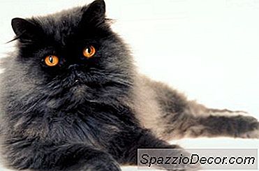 Hipertireoidismo E Mumurs Cardíacos Em Gatos