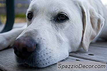 Hipotiroidismo En Labradores