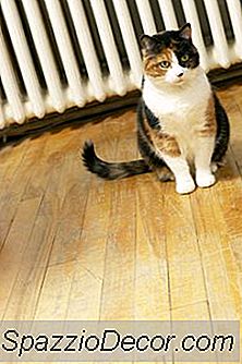 Hysterectomie Voor Katten