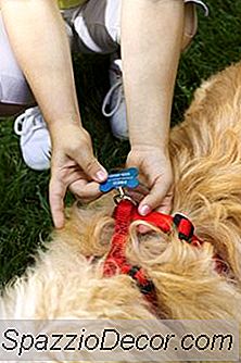 Halsbänder Mit Gummiband Für Hunde