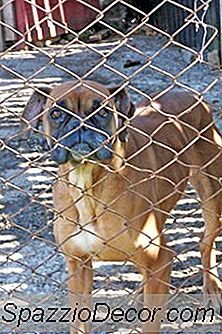 Ideas Para Patio Jardín Valla Para Perros