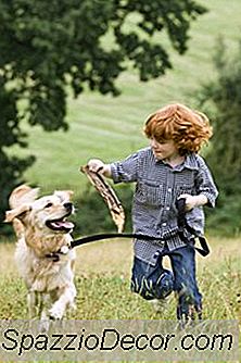 Köpekleri Sıkılmadan Tutmak İçin Fikirler