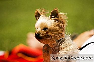 Idéer För Yorkie Haircuts
