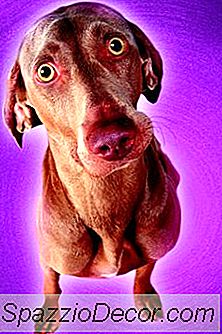 Immunde Mangler I Weimaraners