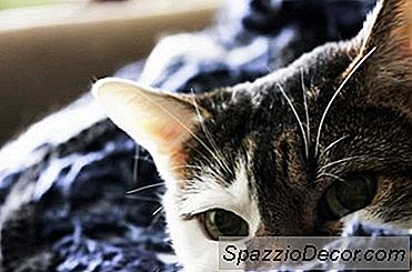 A Importância De Acariciar Seus Gatos