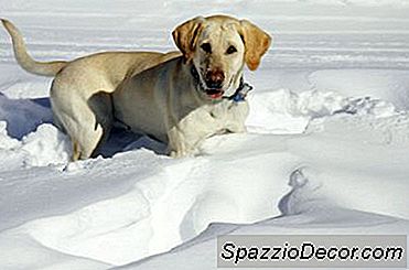 Kışın Labrador Yavruları İçin Yiyecek Miktarının Artırılması