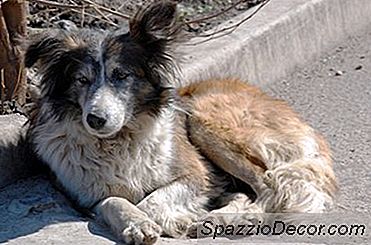 Köpeklerde İnflamatuar Hastalıklar