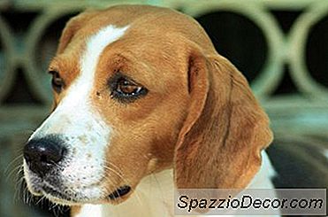 Information Om En Chihuahua Och Beagle Mix
