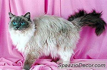 Thông Tin Về Mèo Và Mèo Ragdoll