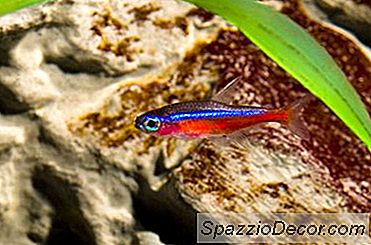 Informações Sobre Cardinal Tetras