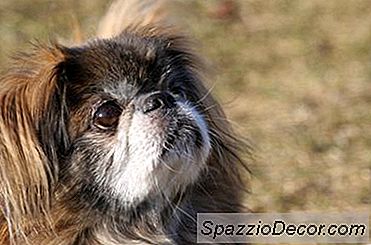 Oplysninger Om En Chihuahua &Amp; Pekingese Mix