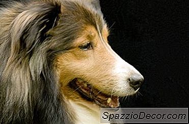Maklumat Mengenai Anjing Collie Miniatur 2020