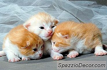 Informatie Over Pasgeboren Kittens