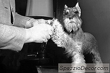 Instruktioner För Grooming En Mini Schnauzer
