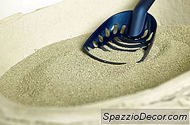 Síndrome Do Intestino Irritável Em Gatos E Aglomeração De Lixo