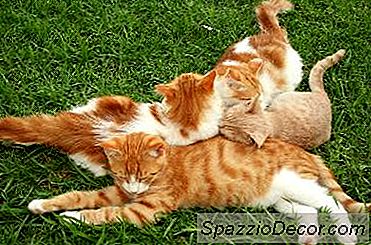 Este Coccidia Transferabil De La Pisici La Copii?