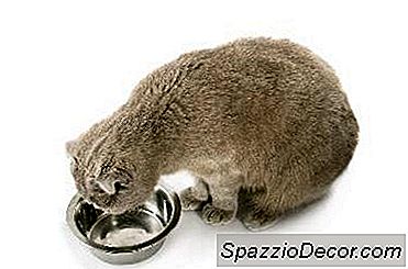 Is Het Gevaarlijk Voor Katten Om Hondenvoer Te Eten?