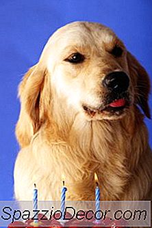 ¿Es Seguro Para Los Perros Comer Fresas?