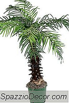 Onko Lady Palm Turvallinen Kissoille?