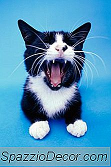 Um Canal Radicular É Melhor Para O Dente Quebrado De Um Gato?