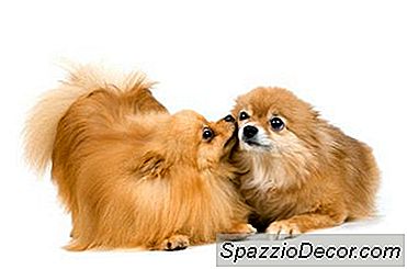 Ténia É Em Cães Contagiosa?