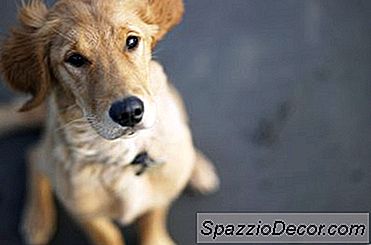 क्या एक कुत्ते के साथ कुछ गलत है जो छाल नहीं करता है?