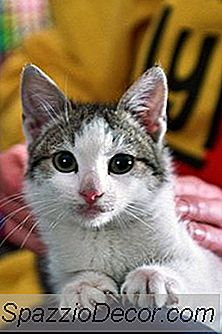 Gibt Es Eine Möglichkeit, Den Kratzbaum Einer Katze Wiederherzustellen?