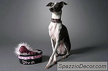Galgo Italiano Con Piel Seca
