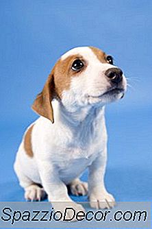 Items Die Nodig Zijn Voor Een Nieuwe Puppy