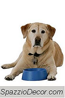 Labrador Allergieën