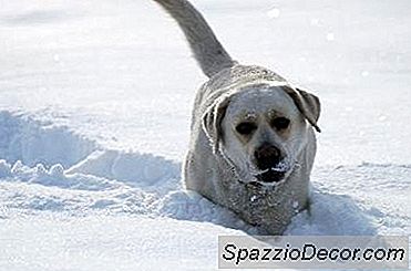 Đặc Điểm Chó Labrador