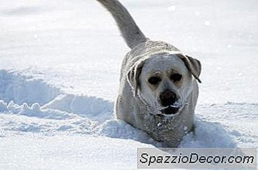 Labrador Dog Egenskaper