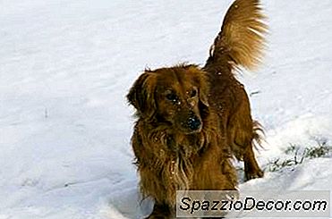 Expectativa De Vida Do Dachshund Long-Haired