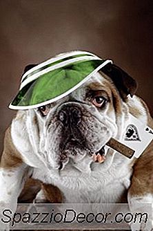 Eine Liste Von Hunden Mit Eingedrückten Gesichtern