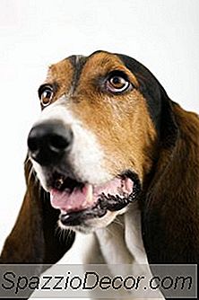 En Lista Över Droopy Eared Hundar