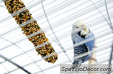 Seznam Potravin, Které Mohu Krmit Své Papoušky