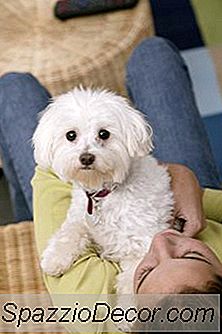 Liver Shunt In Bichons