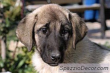 Hidup Dengan Alergi Dander Anjing