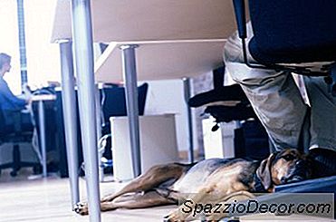 Fare Giocattoli Per Corde Elastiche Per Cani