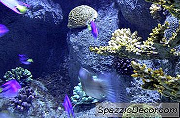 Fazendo Um Falso De Volta Para Um Aquário