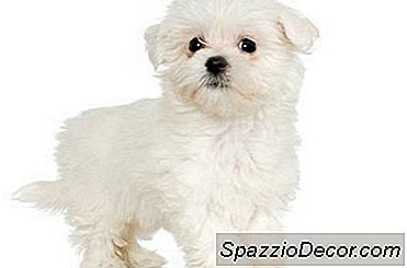 Maltesische Welpenentwicklung