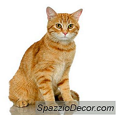 Color Naranja Y Blanco Jaspeado En Gatos